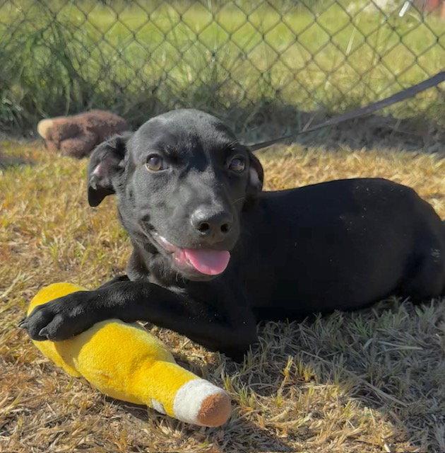 Enlarge Grant, a Adoptable mixed breed in Tarrytown, GA image 3/3