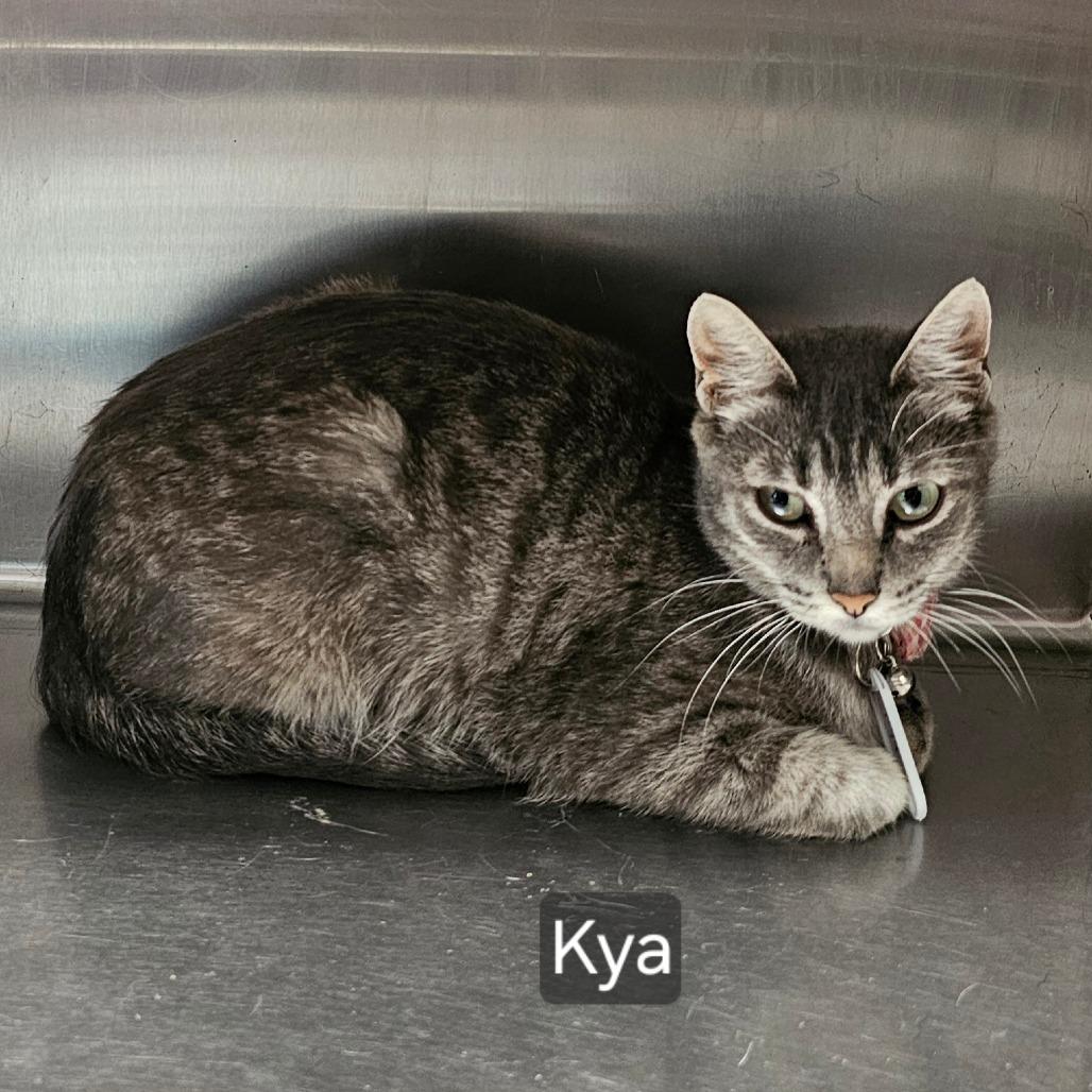 Enlarge Kya, a Adoptable Domestic Short Hair in mount vernon, AR image 1/1