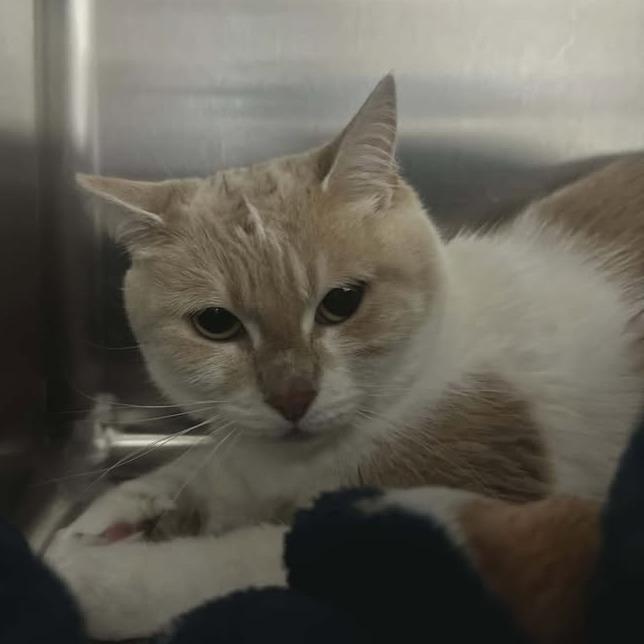 Enlarge Buttercup, a Adoptable Domestic Short Hair in Greenville, PA image 1/1