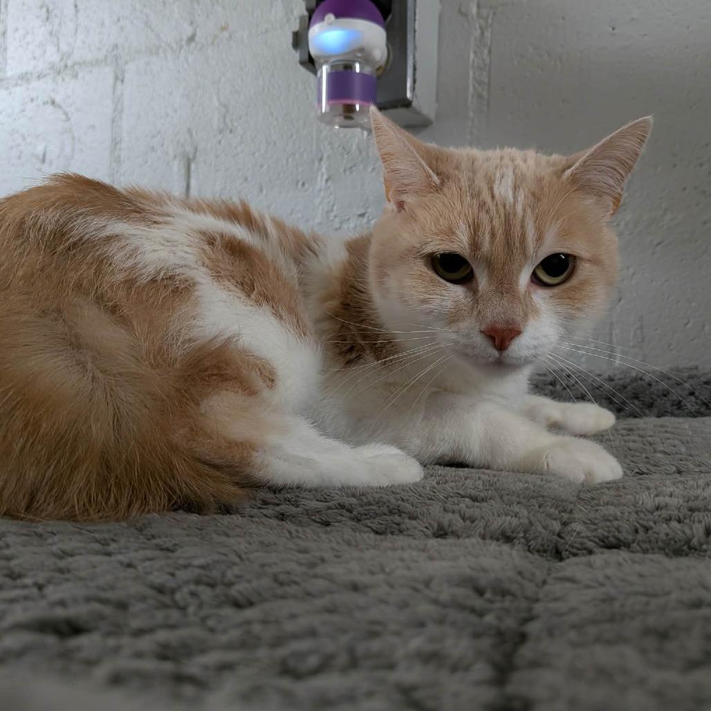 Buttercup, Adoptable, Adult Female Domestic Short Hair.