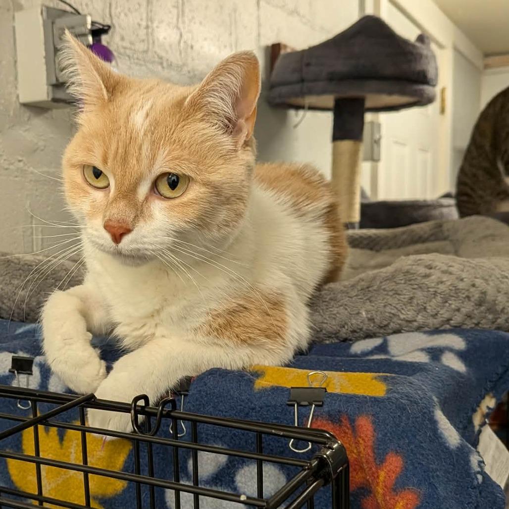 Buttercup, a Adoptable Domestic Short Hair in Greenville, PA image 2/3