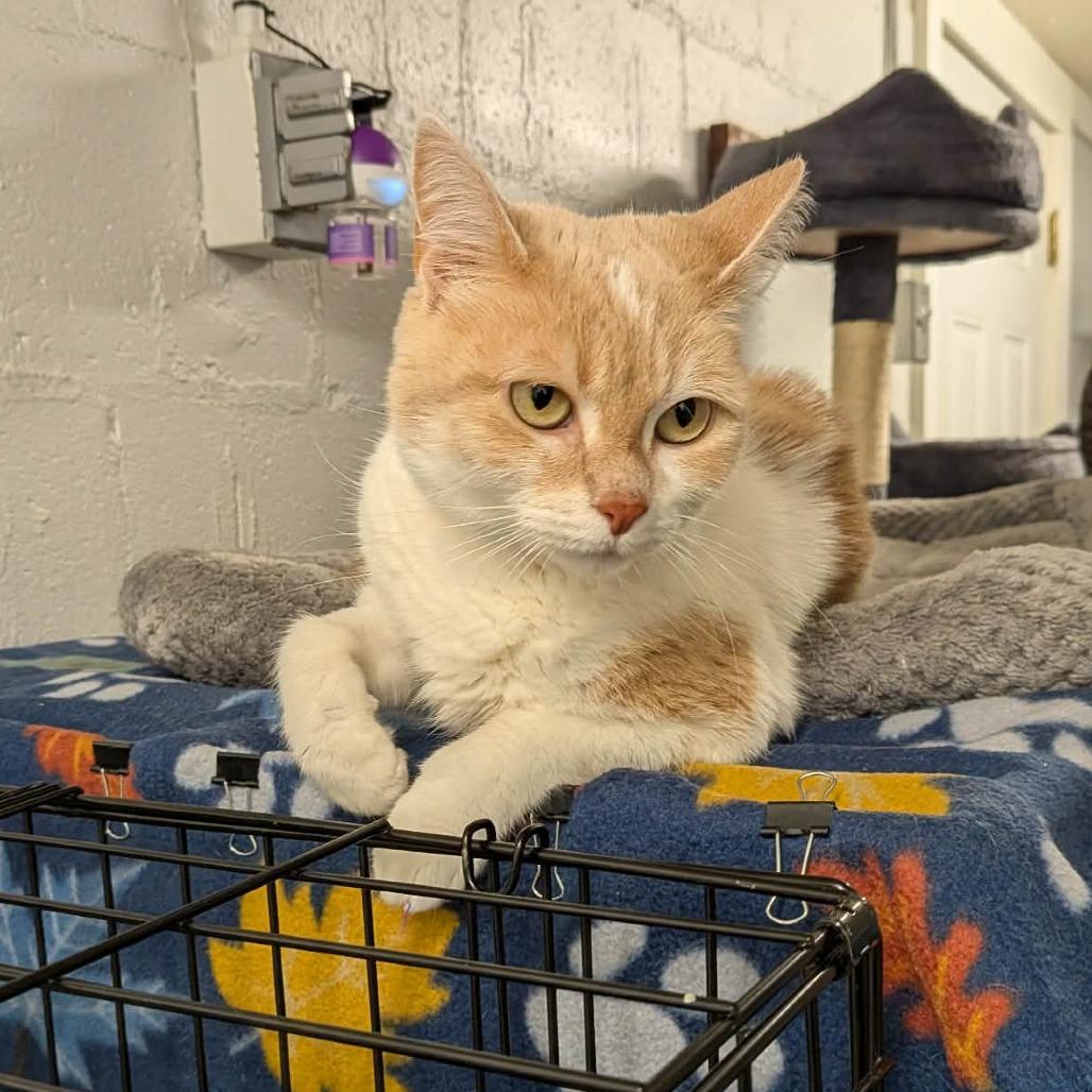 Buttercup, a Adoptable Domestic Short Hair in Greenville, PA image 3/3