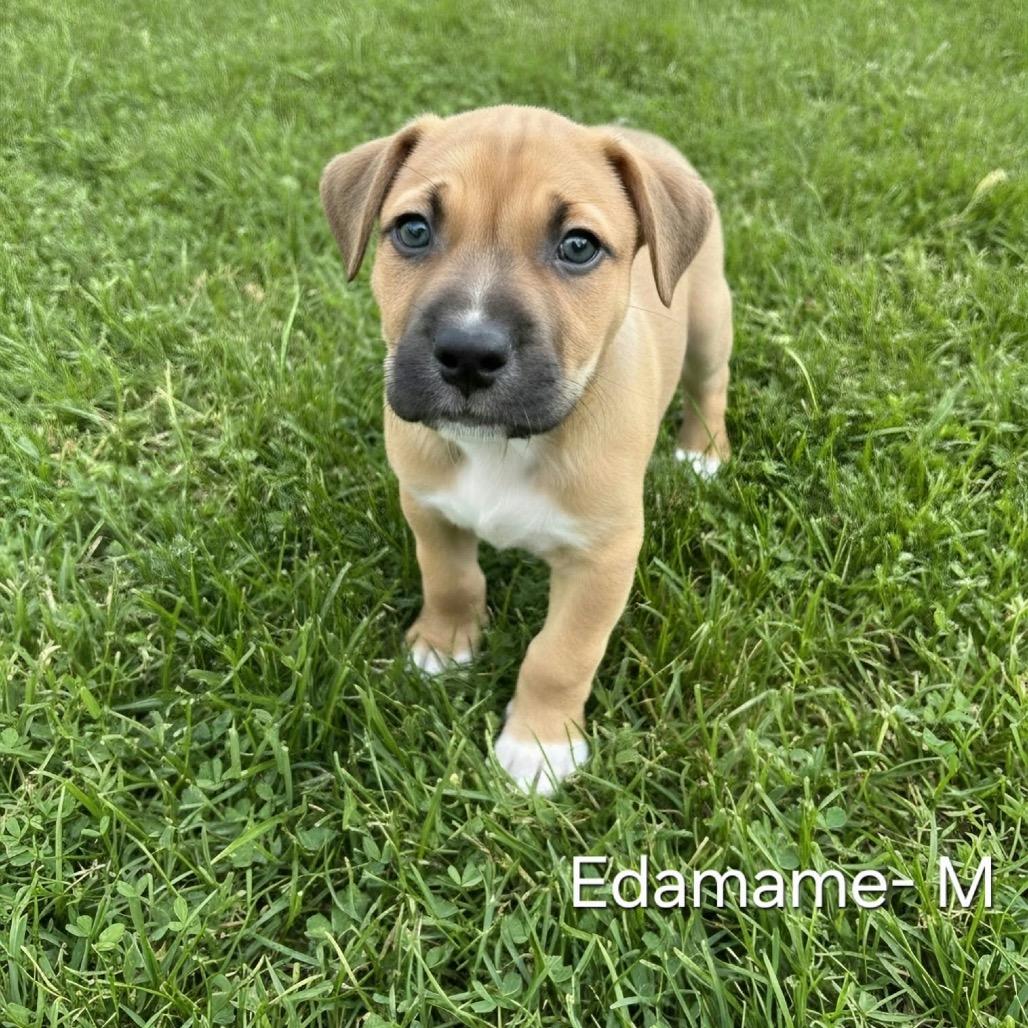 Edamame, Adoptable, Puppy Male Pit Bull Terrier & Mixed Breed.