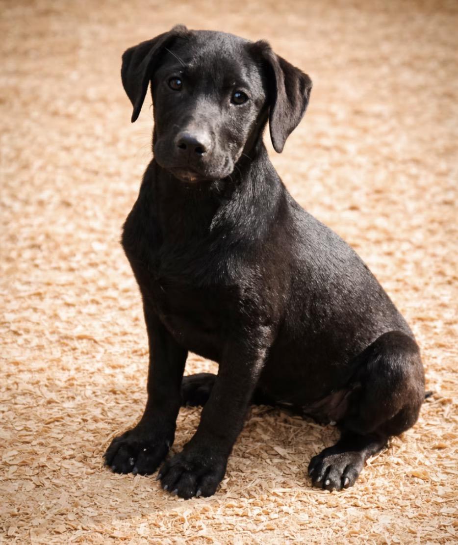 Gee Gee, adopted, Puppy Female Black Labrador Retriever & Labrador Retriever.