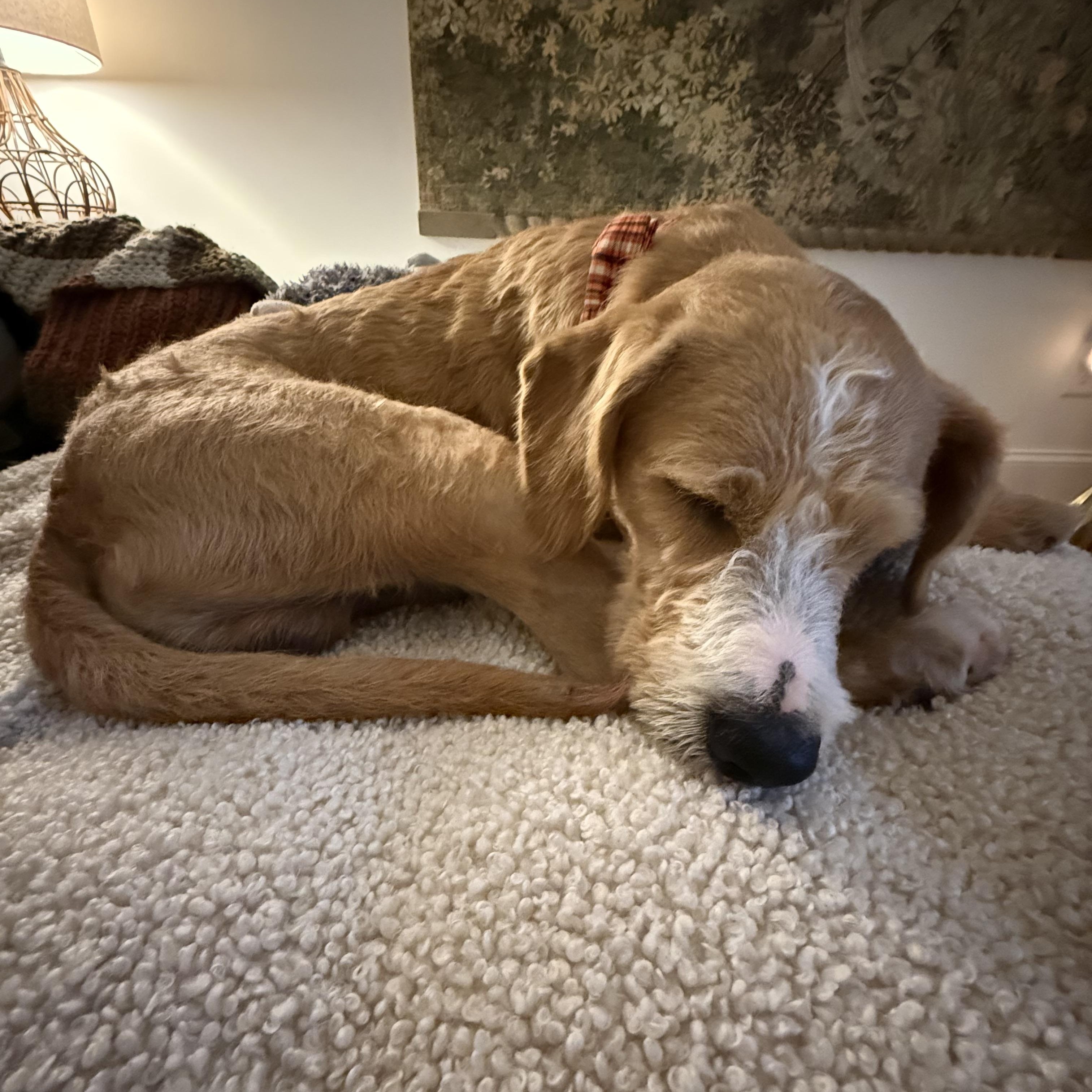 Sully, a Adoptable mixed breed in Cumming, GA image 6/6