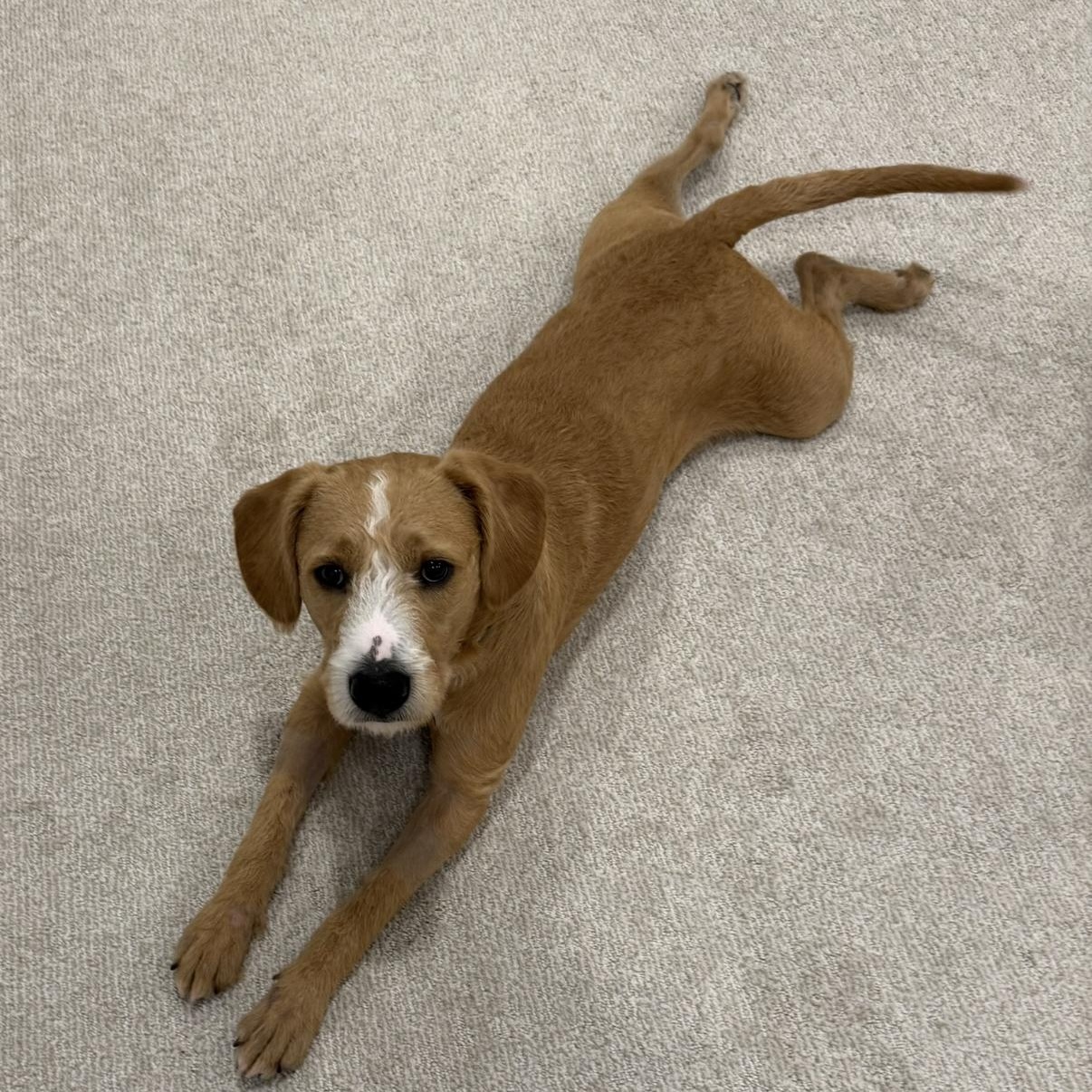 Sully, a Adoptable mixed breed in Cumming, GA image 2/6