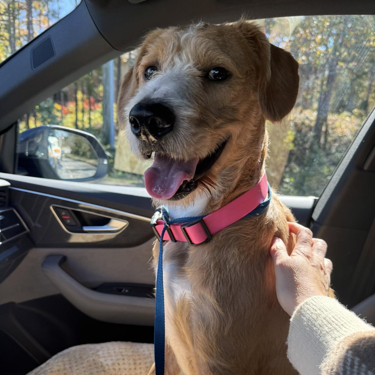 Sully, a Adoptable mixed breed in Cumming, GA image 3/6