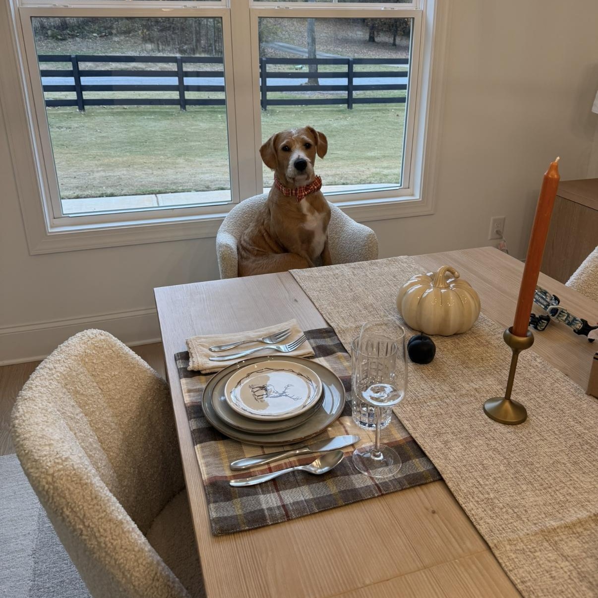 Sully, a Adoptable mixed breed in Cumming, GA image 4/6