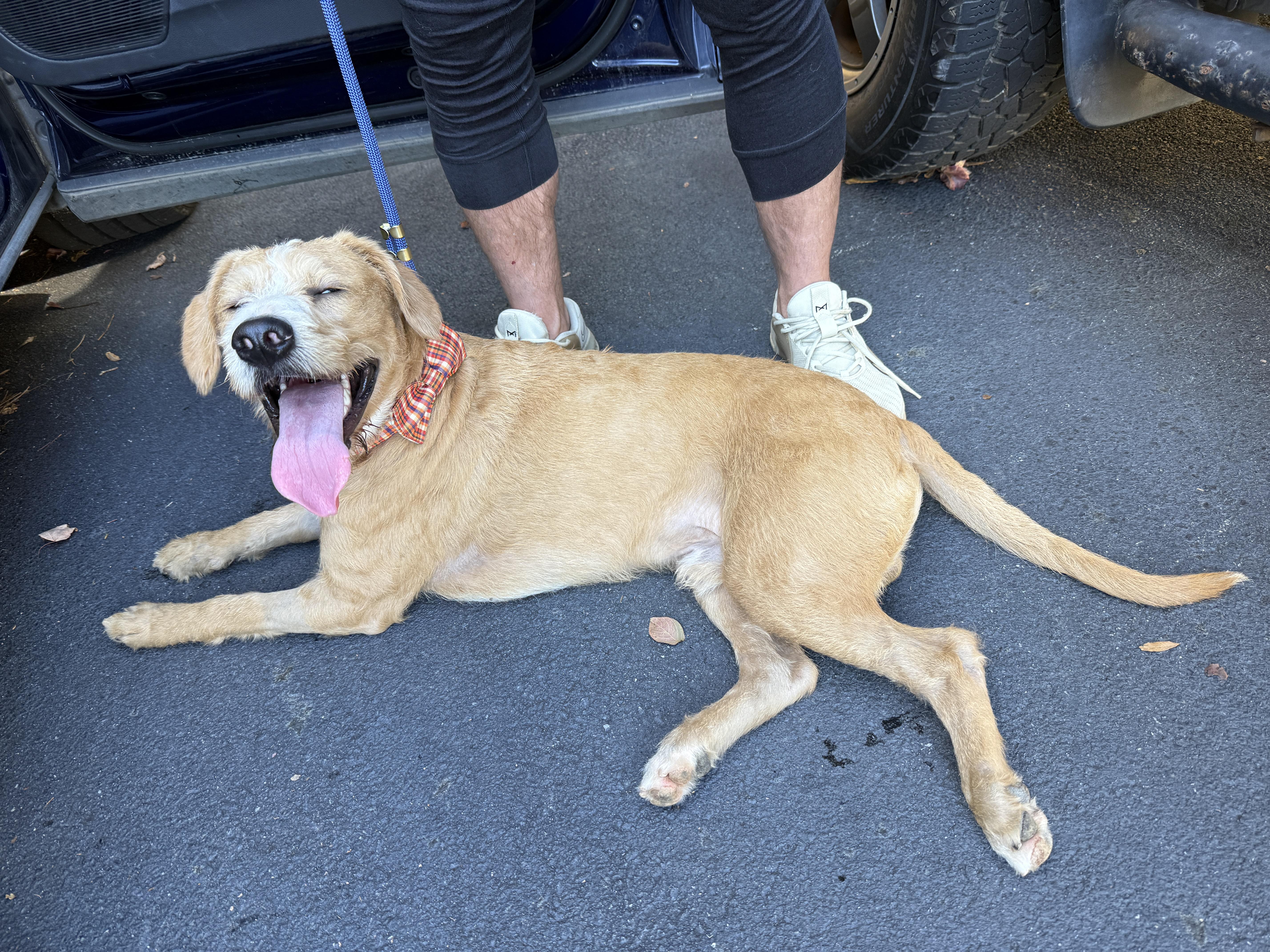 Sully, a Adoptable mixed breed in Cumming, GA image 5/6