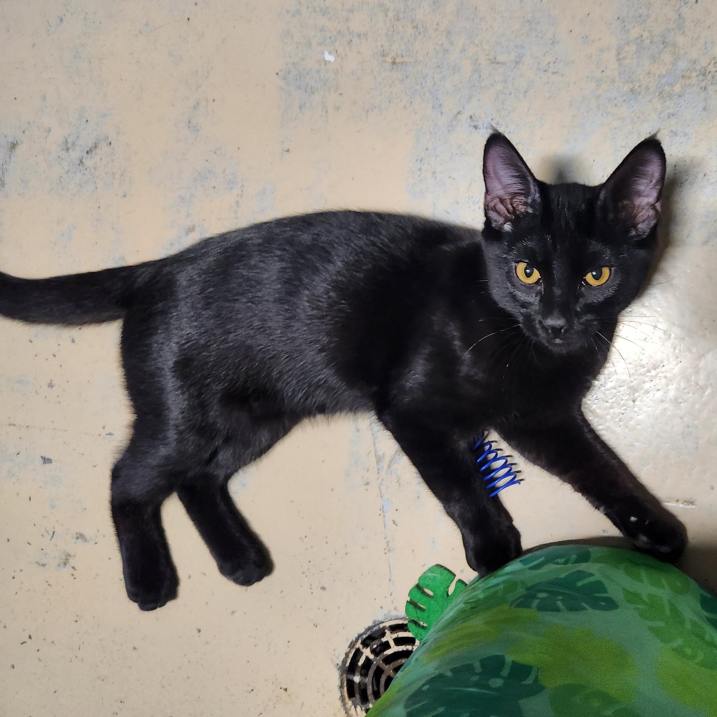 Enlarge Winkie, a ADOPTABLE mixed breed in Bolingbrook, IL image 3/3