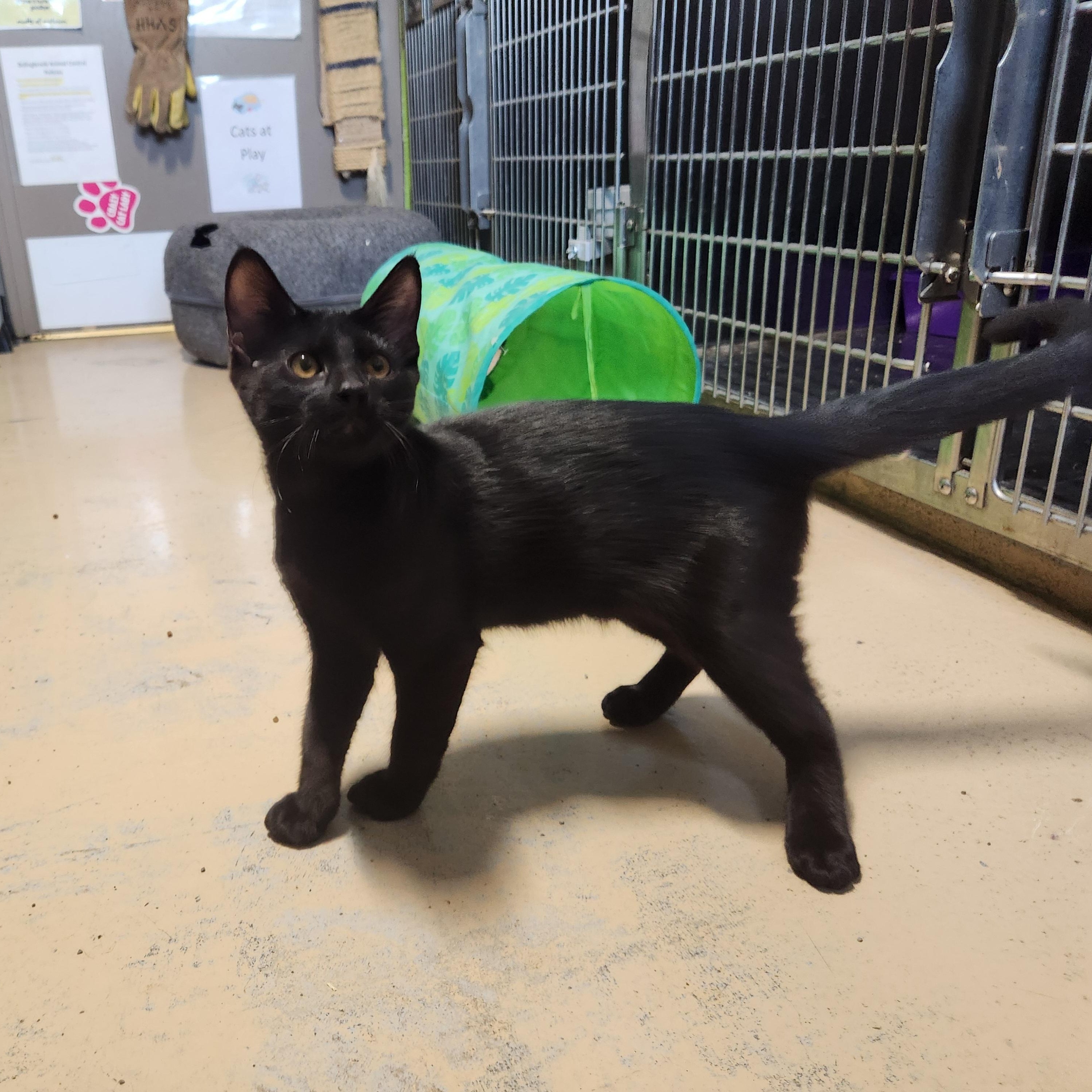 Winkie, ADOPTABLE, Young Male Domestic Short Hair.