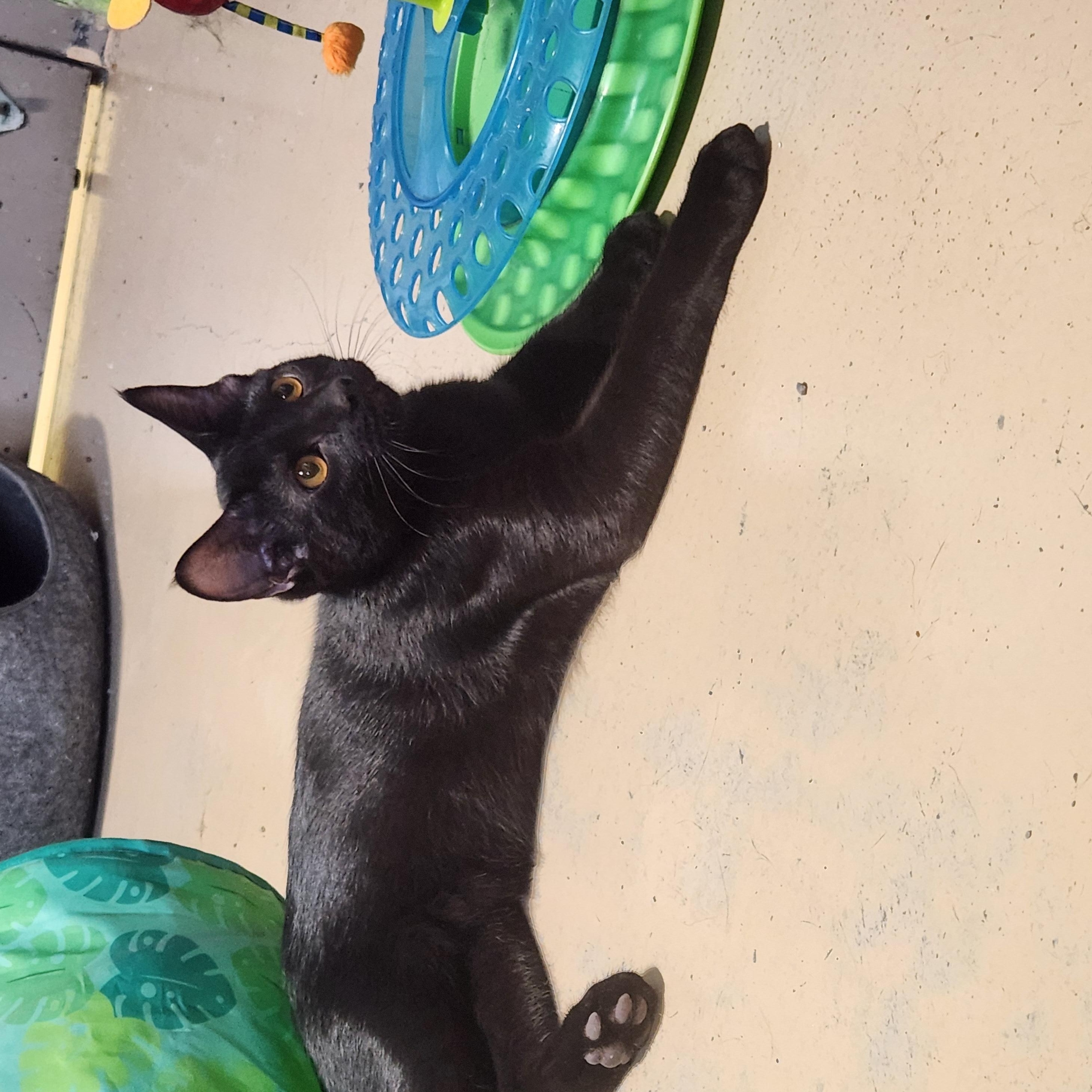 Enlarge Winkie, a ADOPTABLE mixed breed in Bolingbrook, IL image 2/3