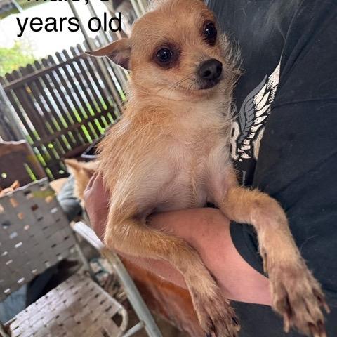 Charlie, Adoptable, Adult Male Chihuahua & Mixed Breed.