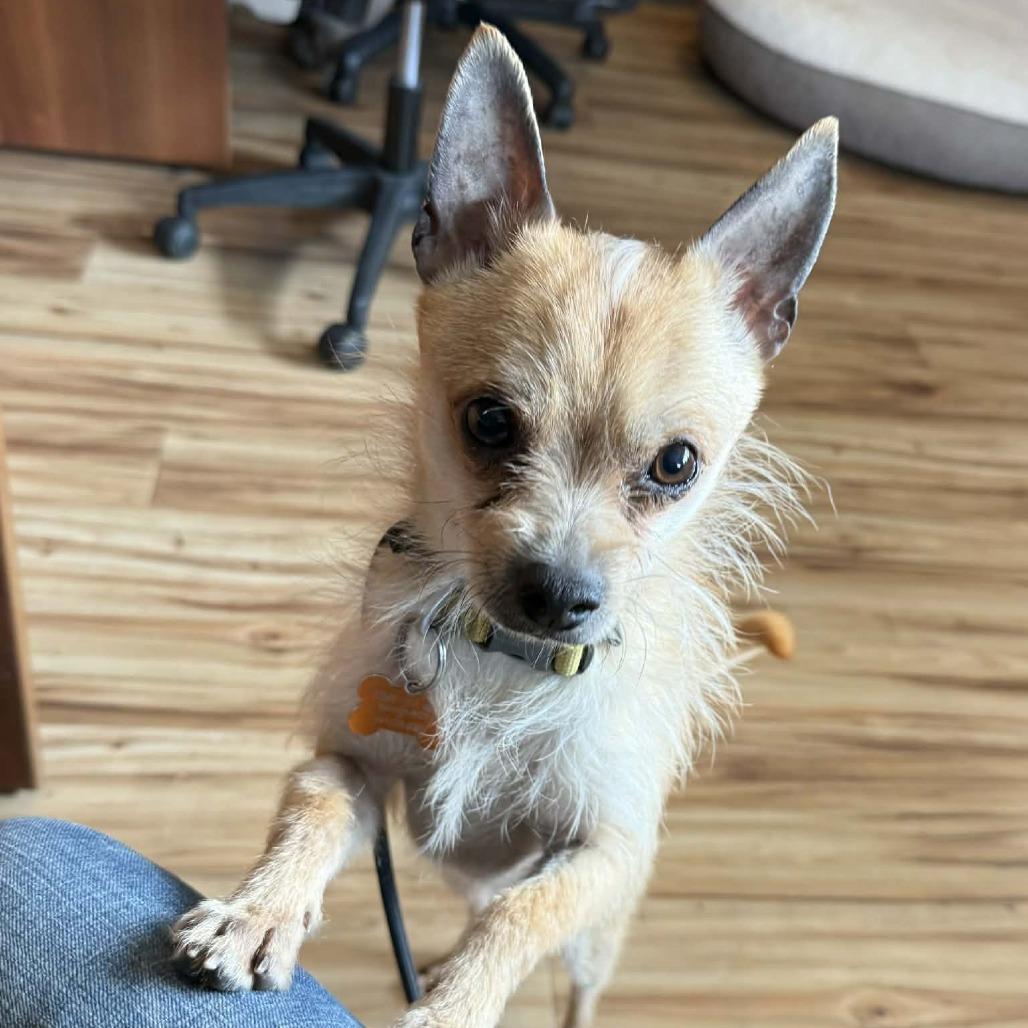 Enlarge Charlie, a Adoptable mixed breed in Bend, OR image 2/6