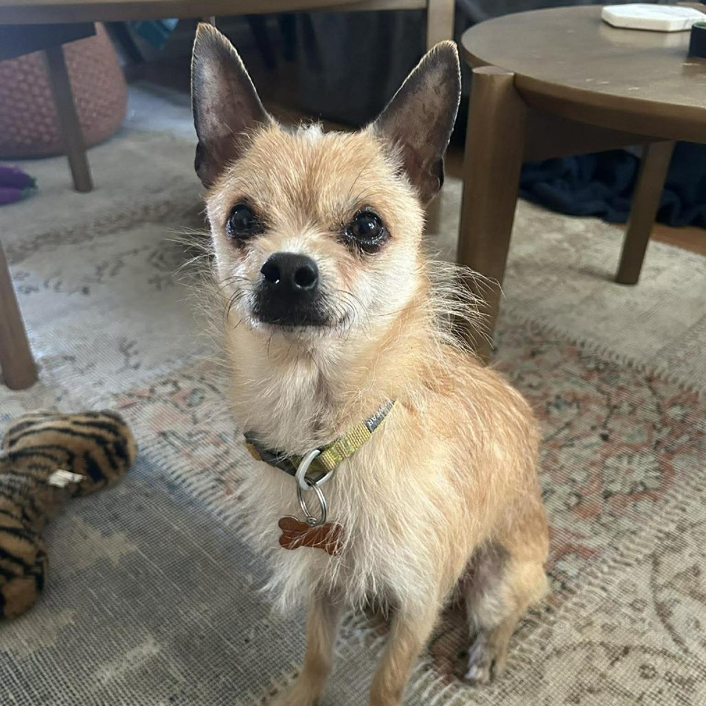 Enlarge Charlie, a Adoptable mixed breed in Bend, OR image 3/6