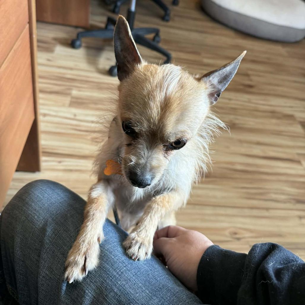 Enlarge Charlie, a Adoptable mixed breed in Bend, OR image 4/6