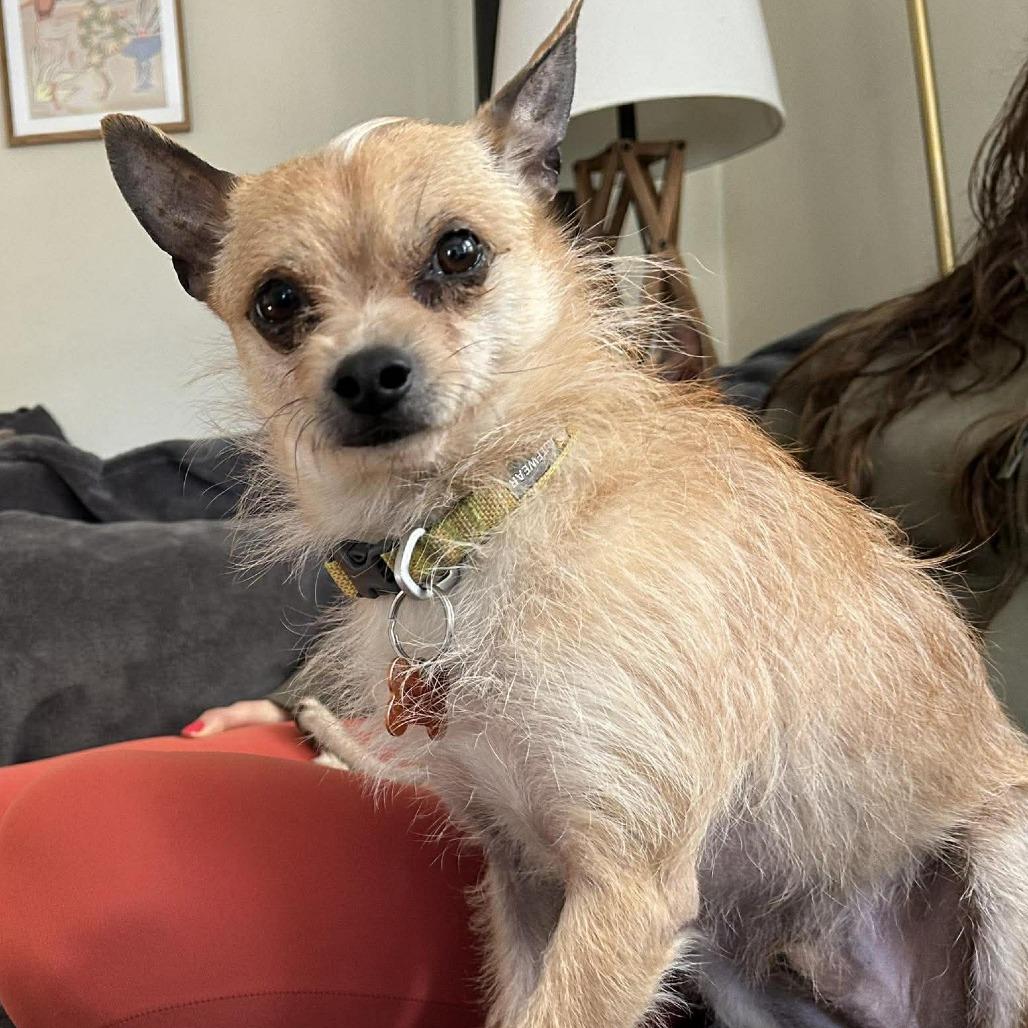 Enlarge Charlie, a Adoptable mixed breed in Bend, OR image 5/6