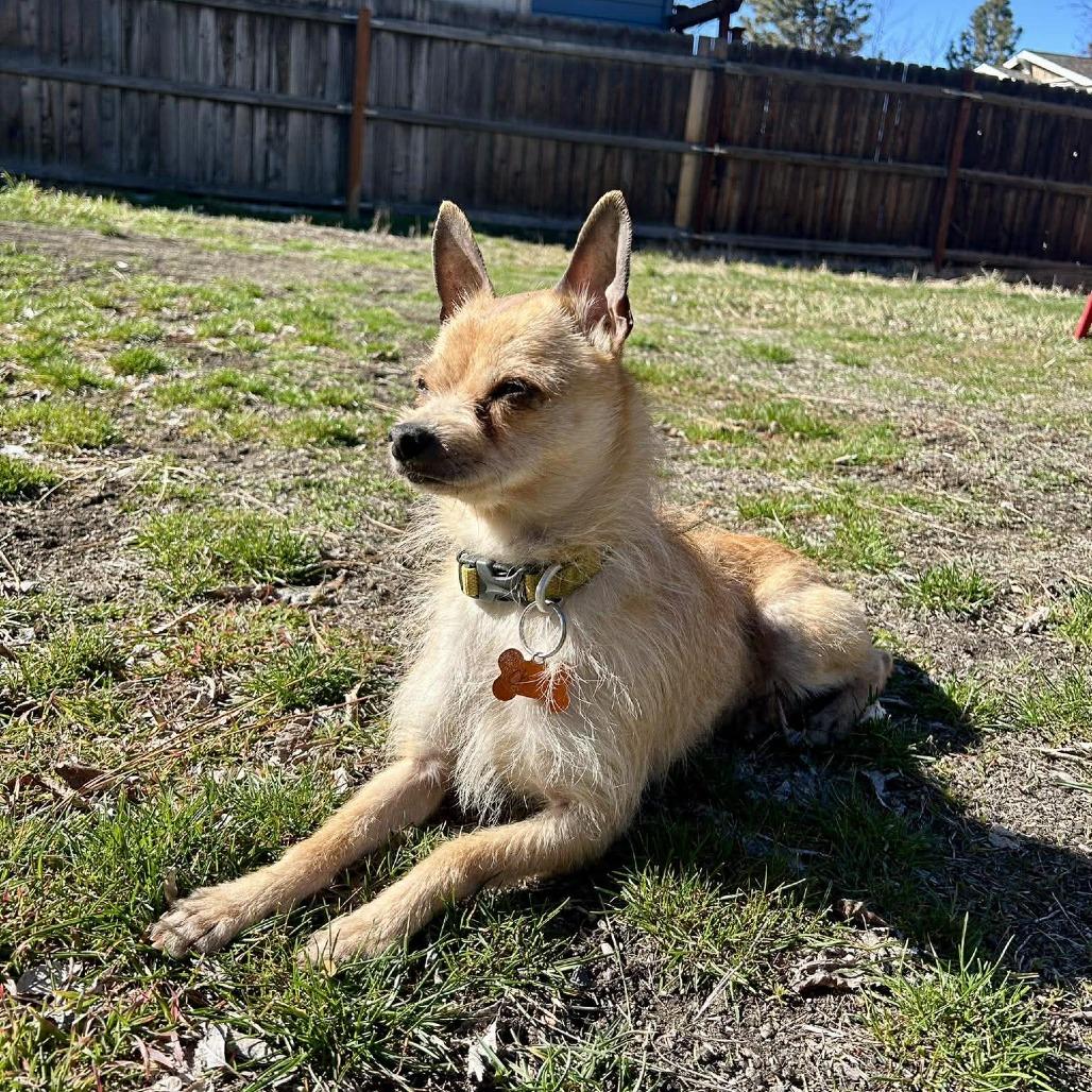 Enlarge Charlie, a Adoptable mixed breed in Bend, OR image 6/6