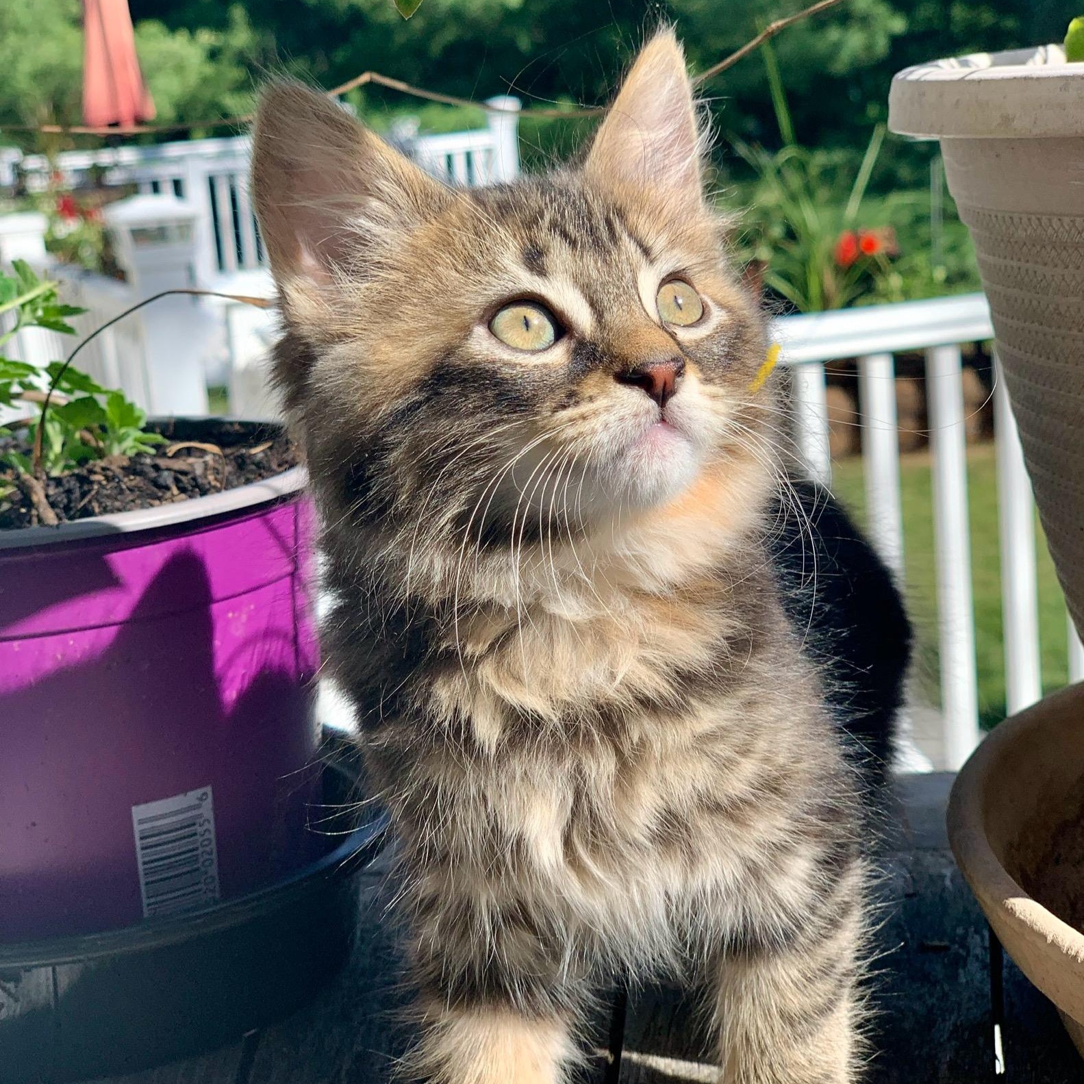 Reina, Adopted, Kitten Female Torbie.