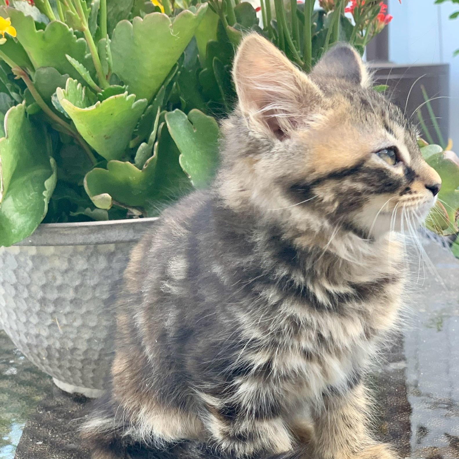 Enlarge Reina, a Adopted Torbie in Woodbridge, VA image 2/4