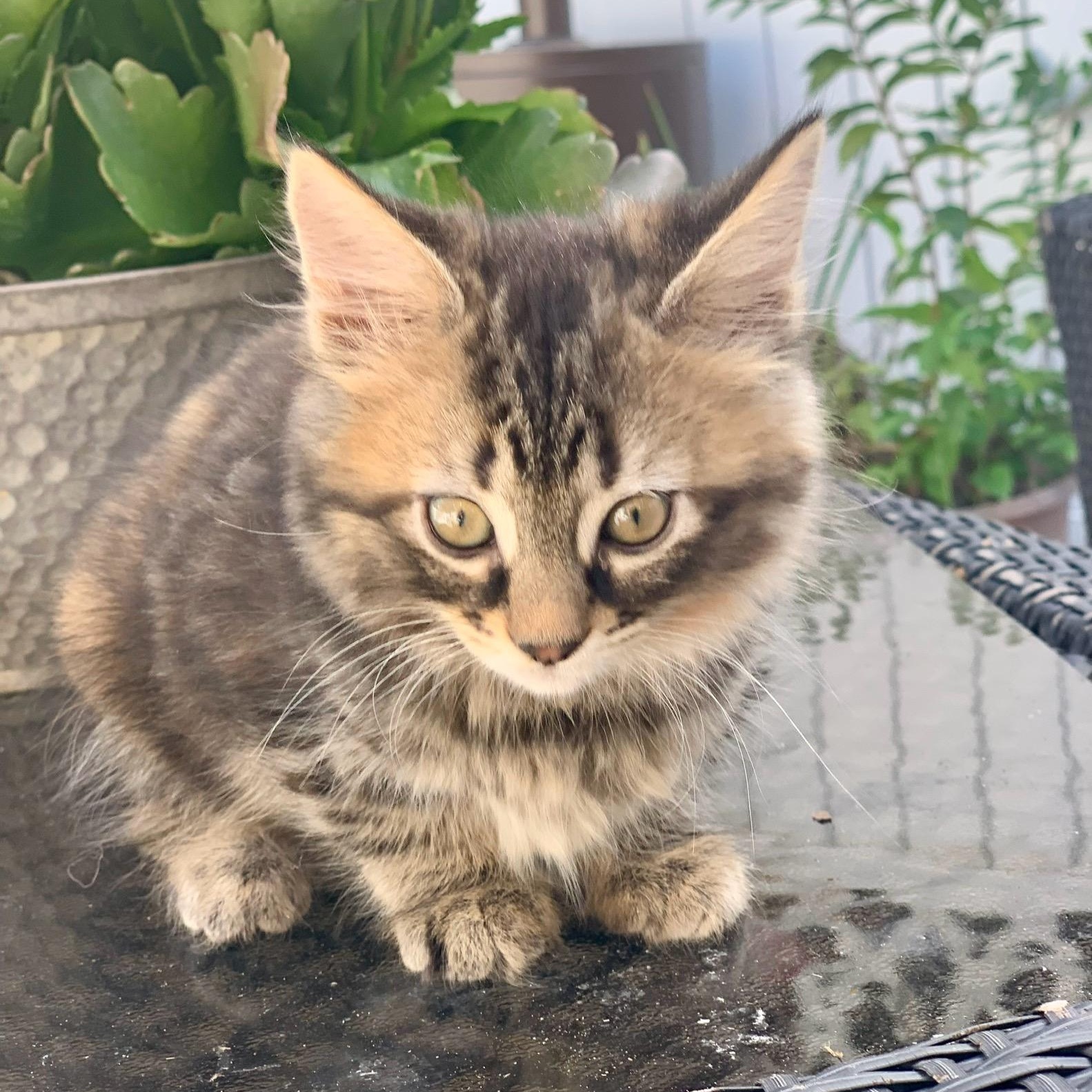 Enlarge Reina, a Adopted Torbie in Woodbridge, VA image 3/4