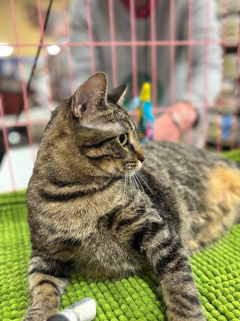 Razzie, Adoptable, Kitten Female Domestic Short Hair.