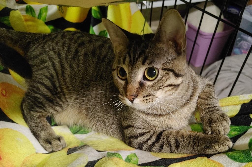 Silver, Adoptable, Young Female Domestic Short Hair.