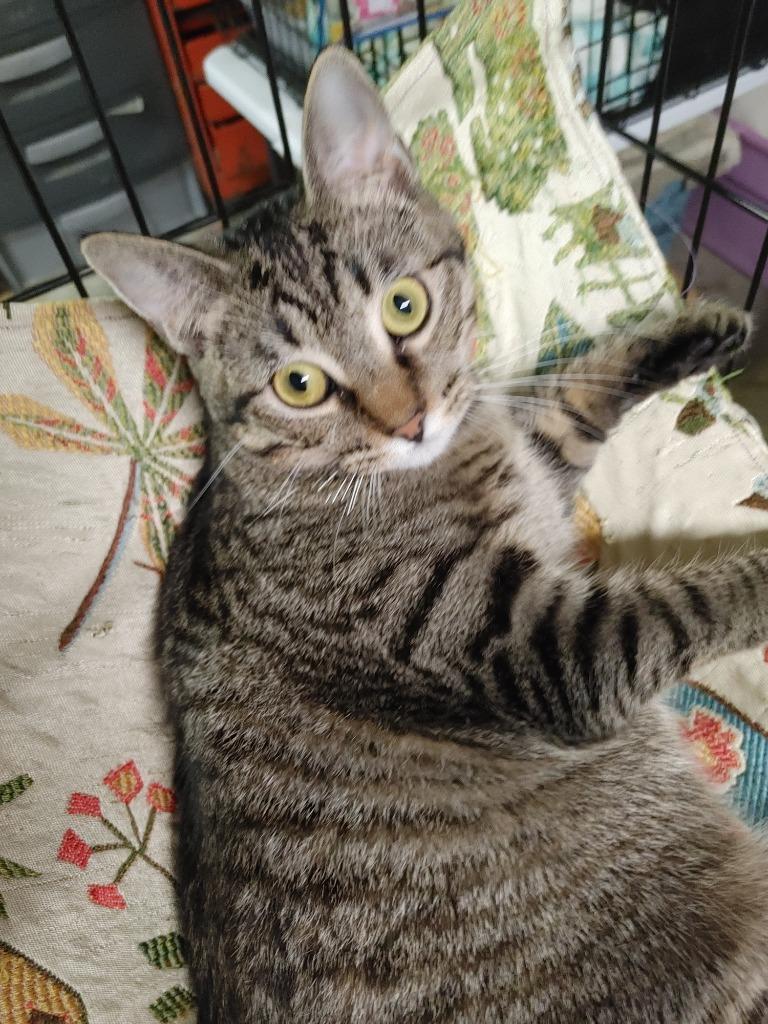 Enlarge Silver, a Adoptable mixed breed in Shawnee, KS image 2/2