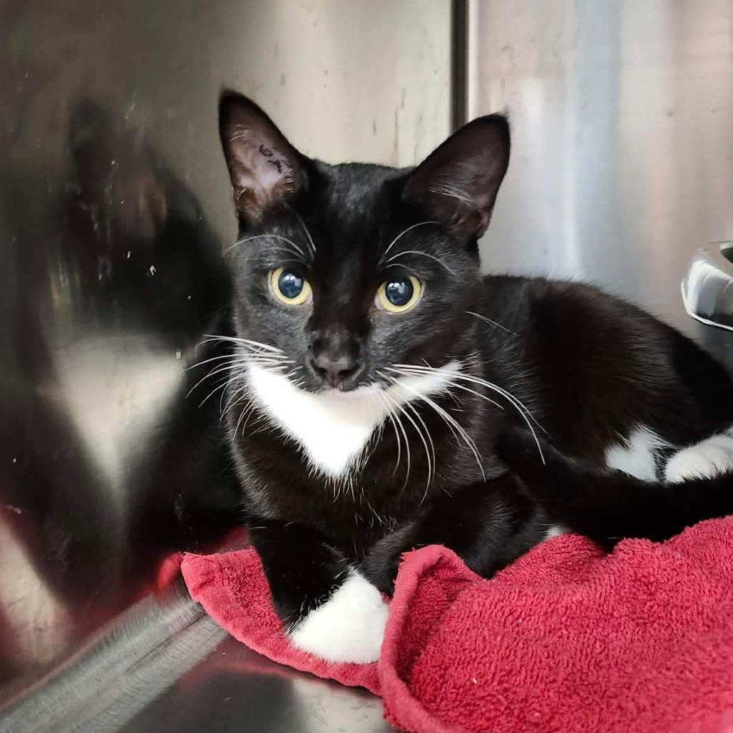 Enlarge Sweeney, a Adoptable Domestic Short Hair in Abbotsford, BC image 1/3