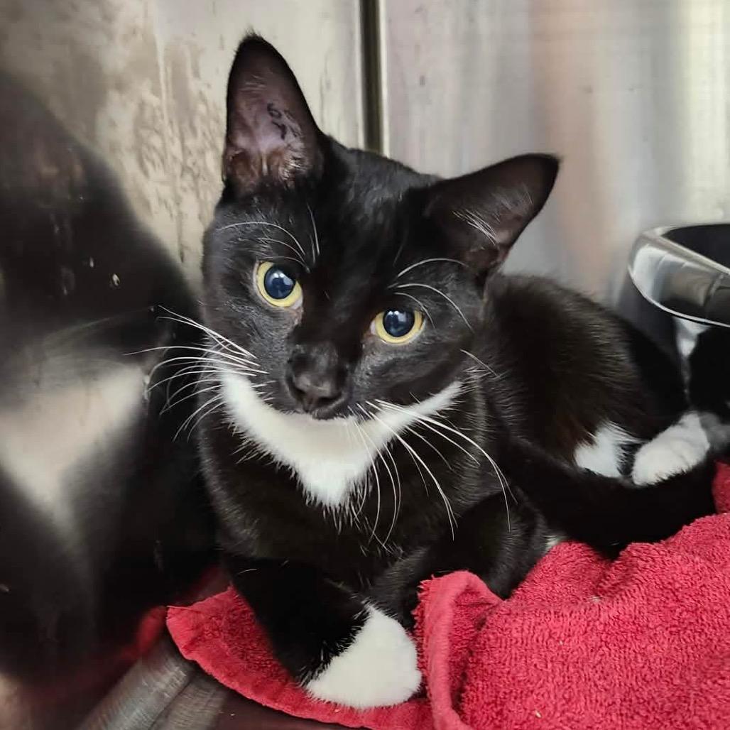 Enlarge Sweeney, a Adoptable Domestic Short Hair in Abbotsford, BC image 2/3