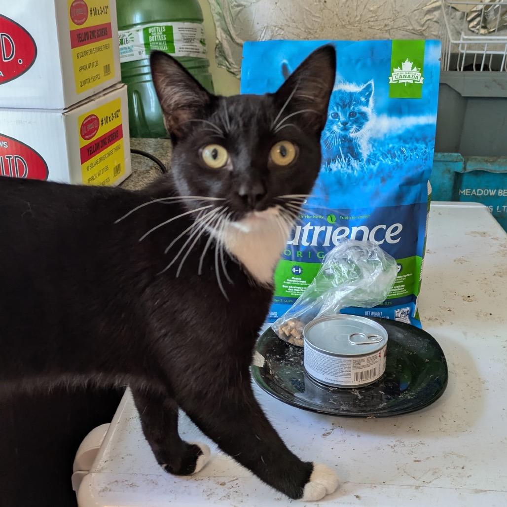 Enlarge Sweeney, a Adoptable Domestic Short Hair in Abbotsford, BC image 3/3