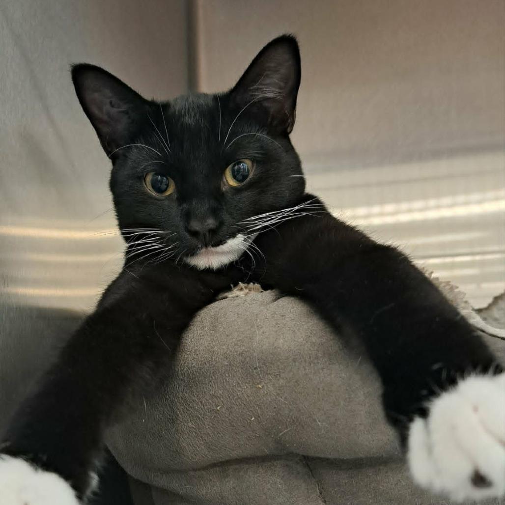 Enlarge Sweeney, a Adoptable Domestic Short Hair in Abbotsford, BC image 4/4