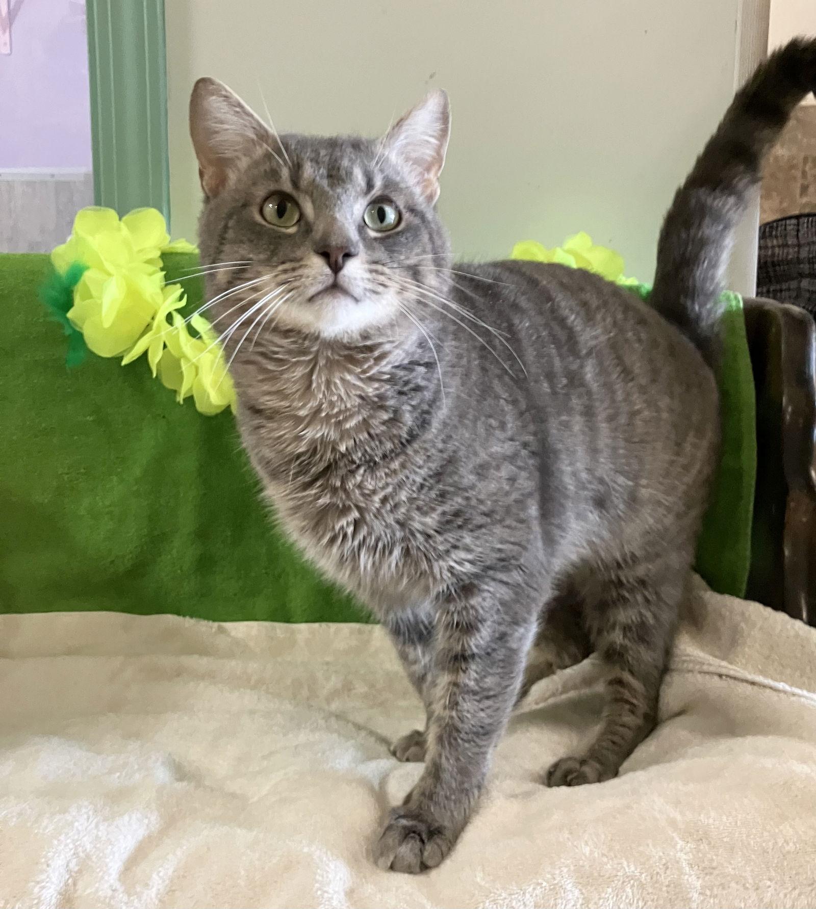 Waffles — thumbnail 2