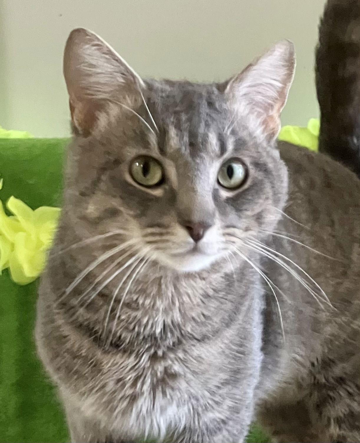 Waffles — thumbnail 3