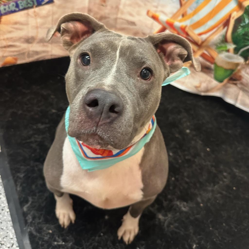 Lola, Adoptable, Adult Female Mixed Breed.