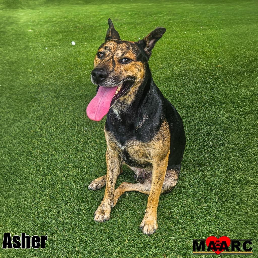 Enlarge Asher, a Adoptable mixed breed in Maryville, TN image 1/1