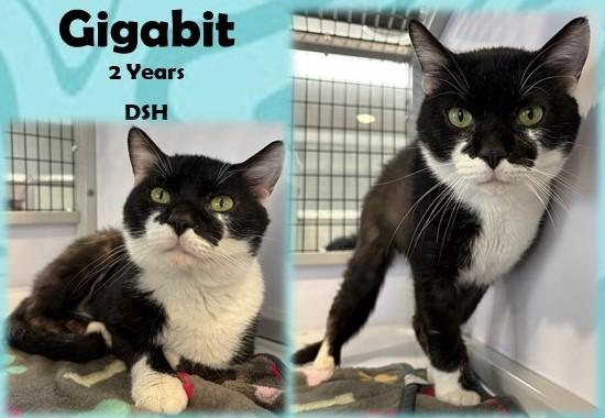 Enlarge Gigabit, a ADOPTABLE Domestic Short Hair in Franklin, IN image 1/1