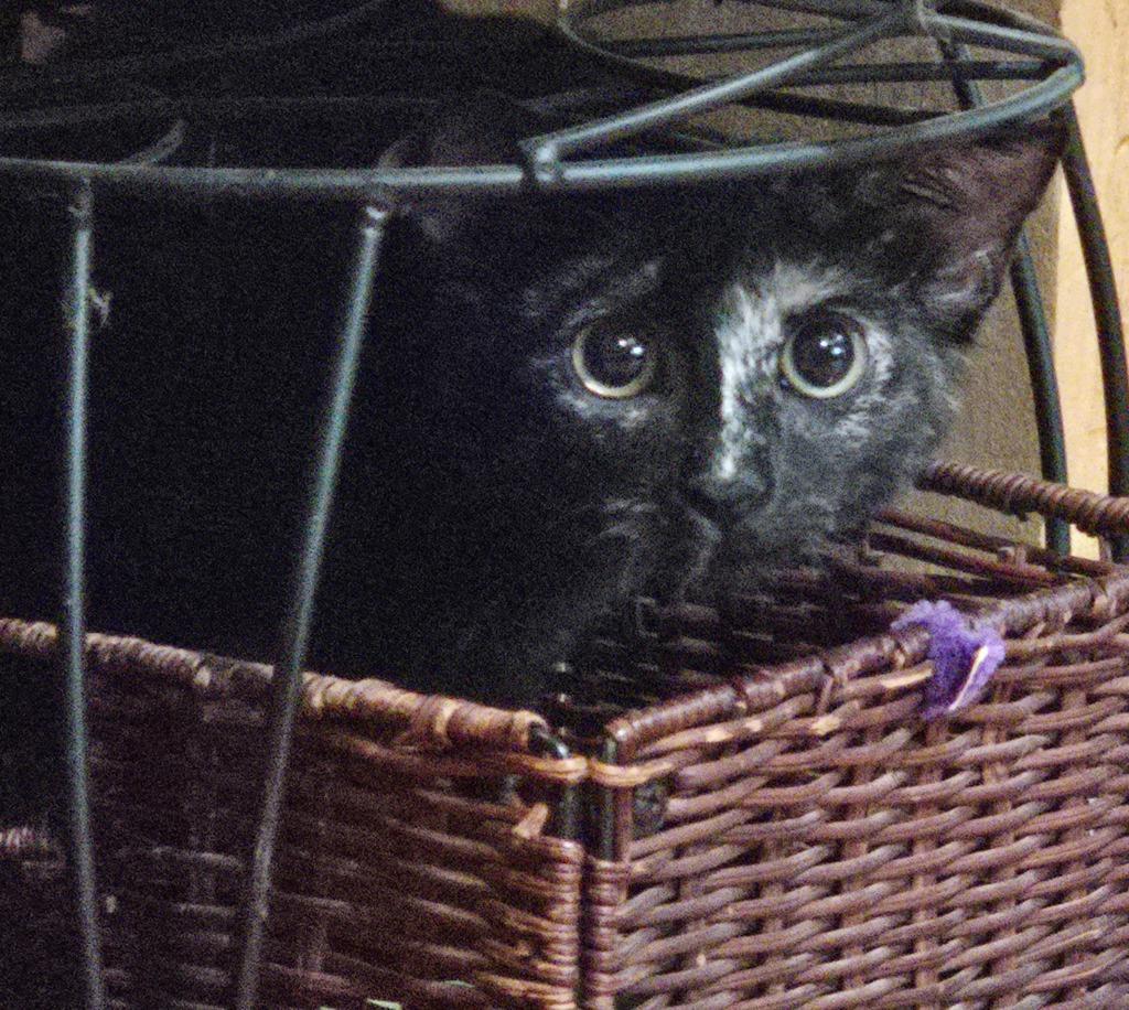 Ursula, Adopted, Young Female Domestic Short Hair.