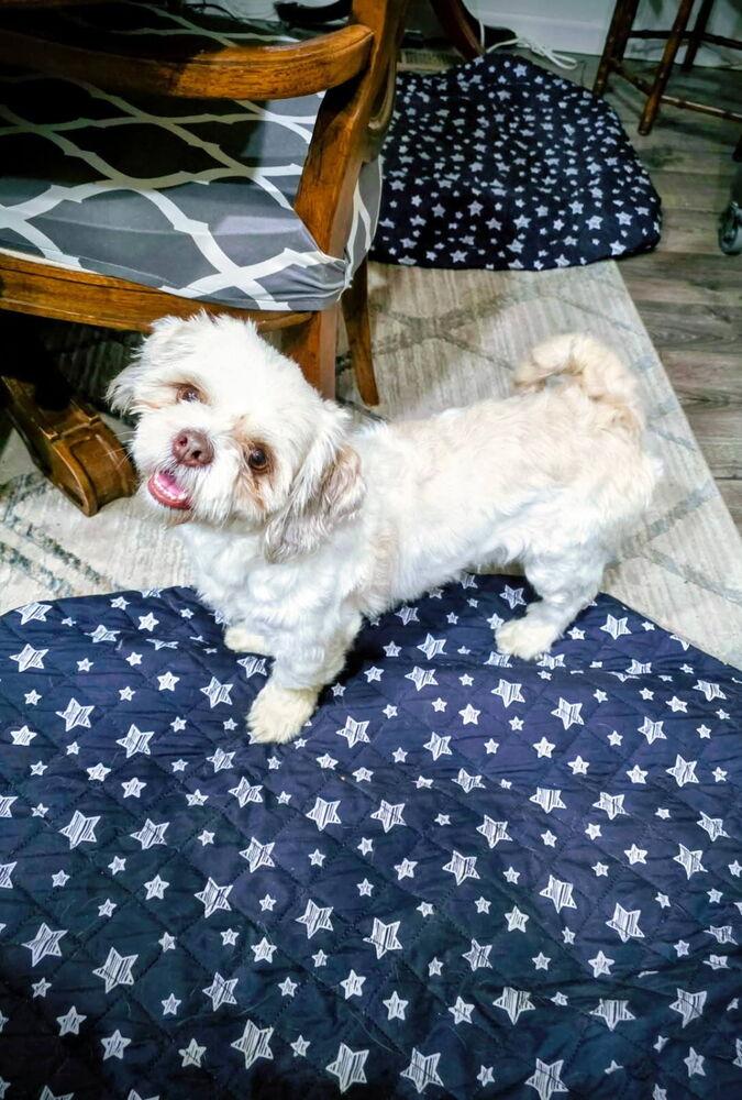 Gus, a Adopted mixed breed in Santa Rosa, CA image 1/6