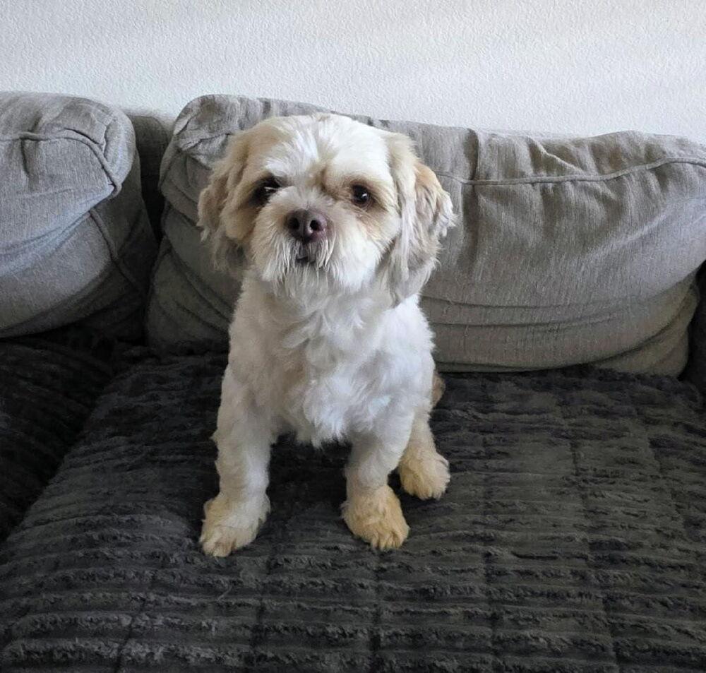 Gus, a Adopted mixed breed in Santa Rosa, CA image 3/6