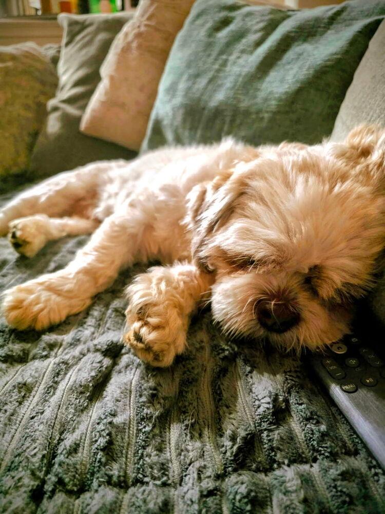 Gus, a Adopted mixed breed in Santa Rosa, CA image 4/6