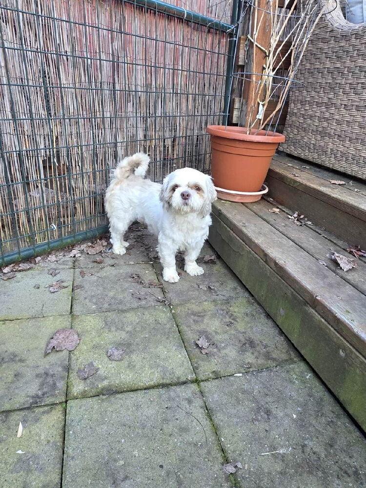 Gus, a Adopted mixed breed in Santa Rosa, CA image 5/6