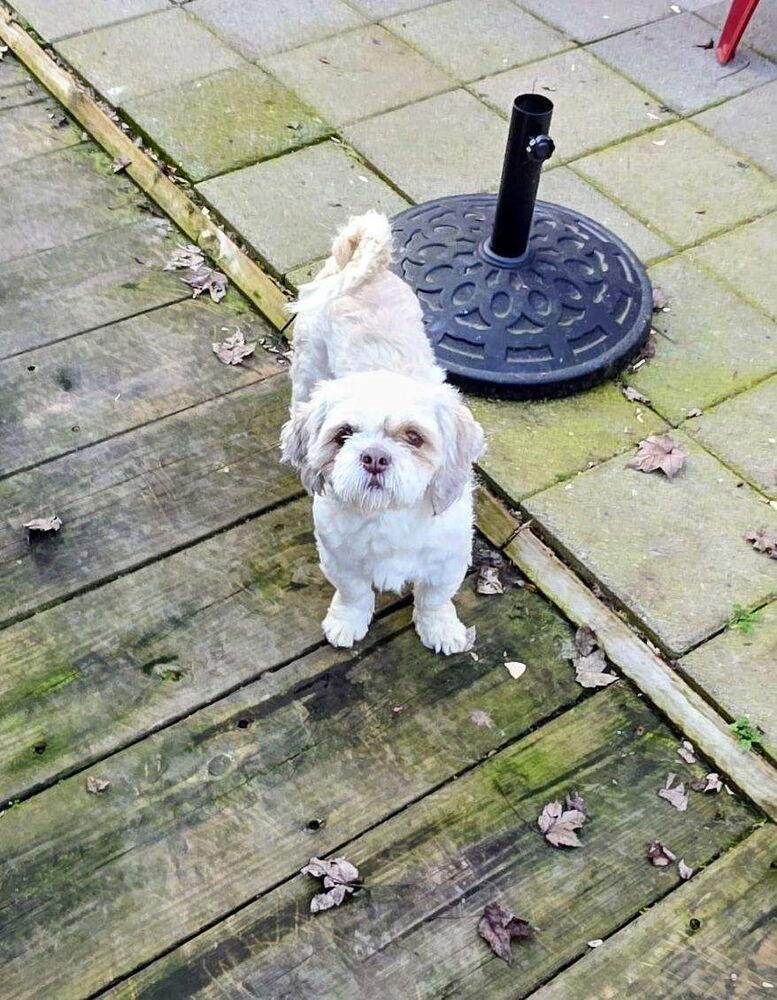 Gus, a Adopted mixed breed in Santa Rosa, CA image 6/6