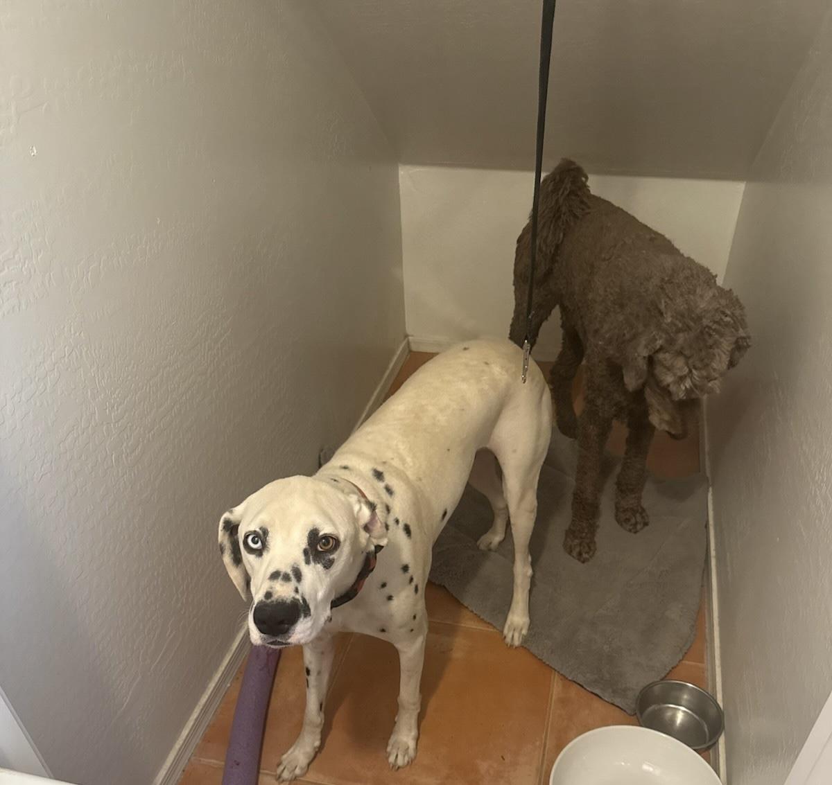 Enlarge Neo-Avondale, AZ, an adopted Dalmatian in Avondale, AZ image 3/3