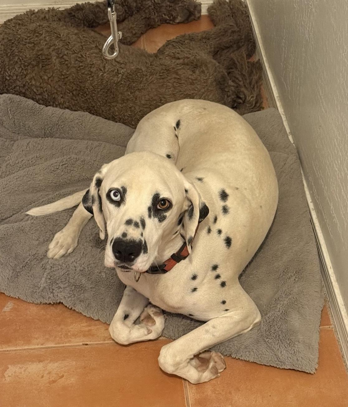 Neo-Avondale, AZ, adopted, Young Male Dalmatian.