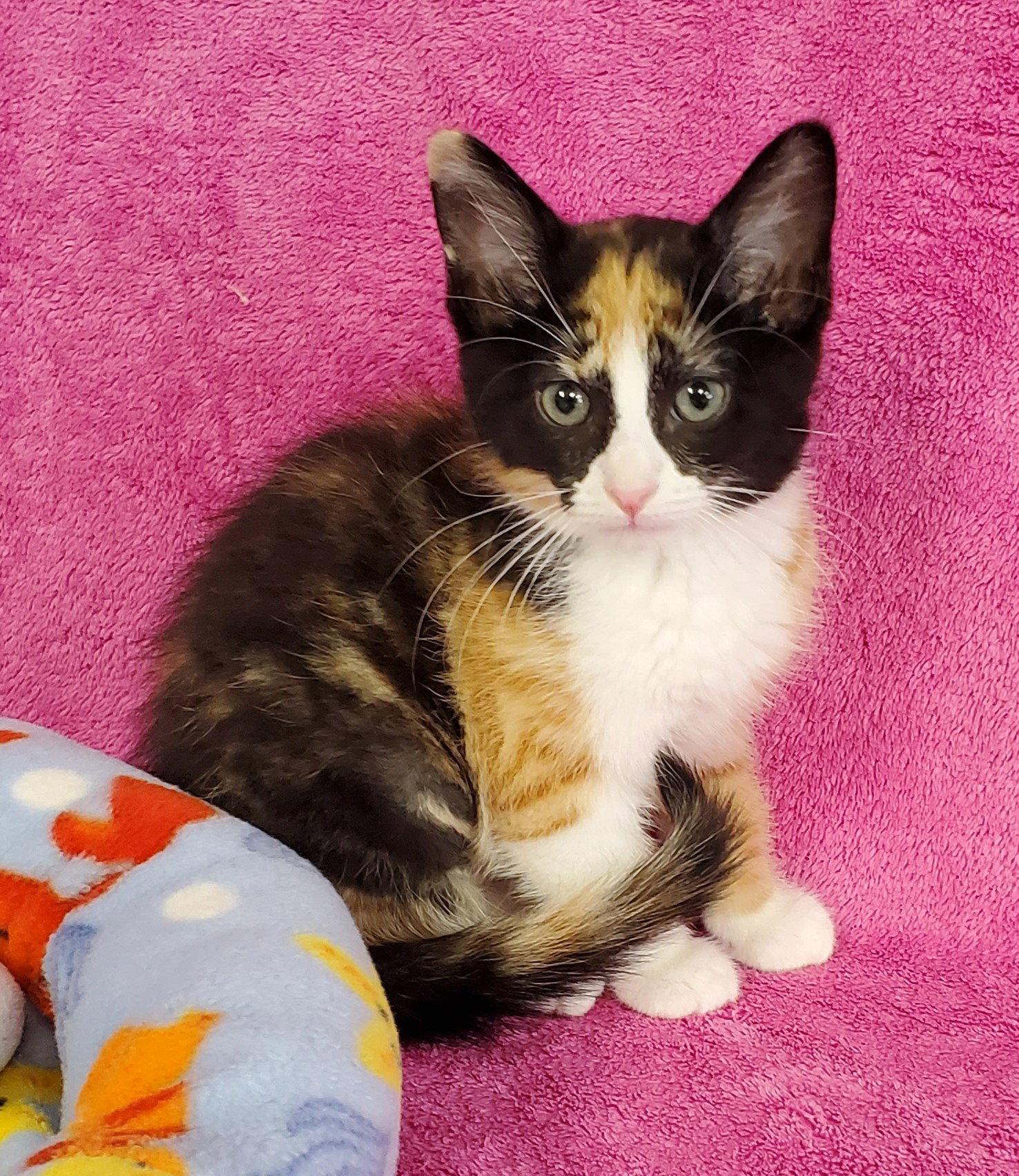 Chyna, Adopted, Kitten Female Domestic Medium Hair.