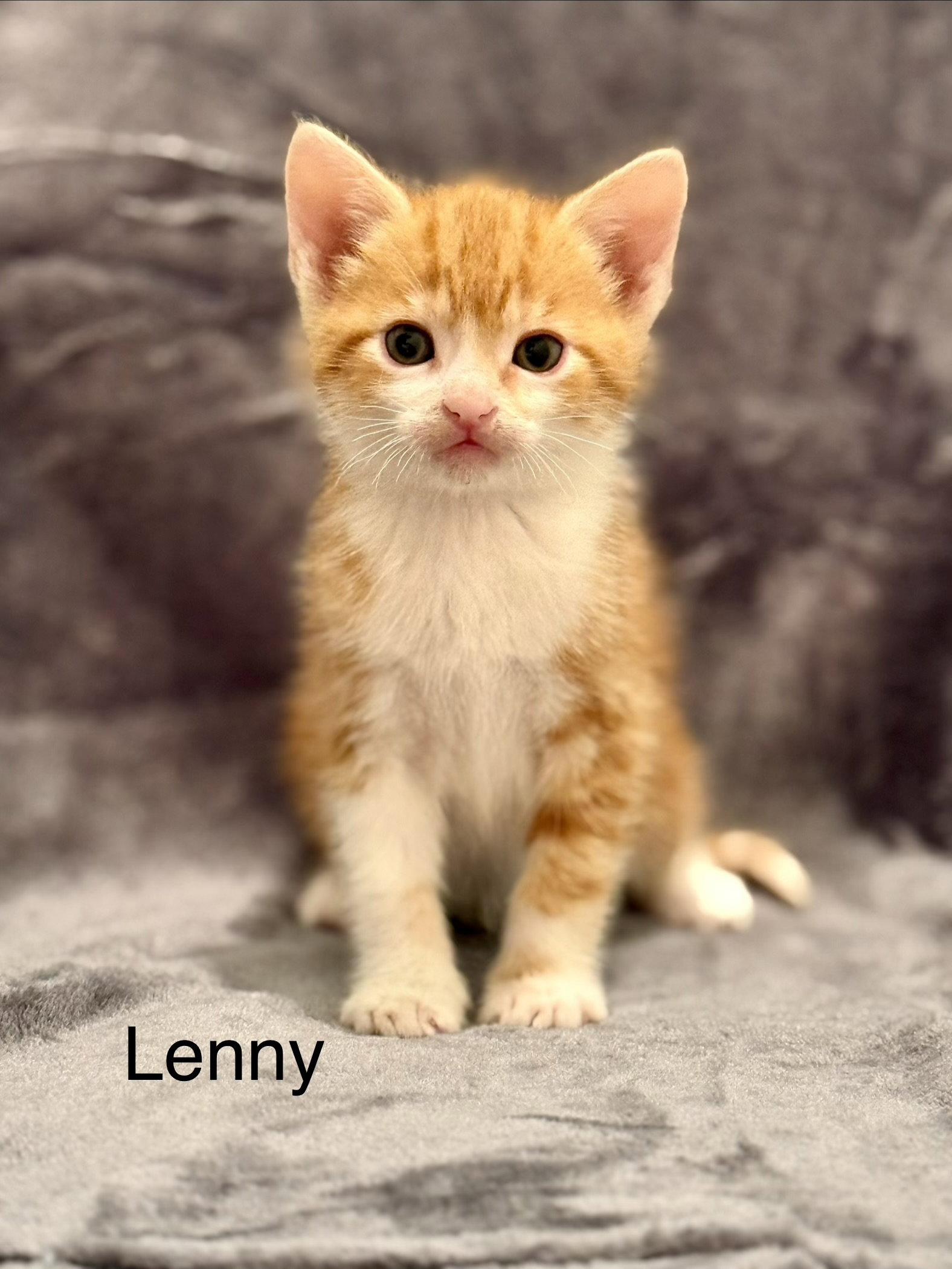 Lenny, Adoptable, Kitten Male Tabby & Domestic Short Hair.