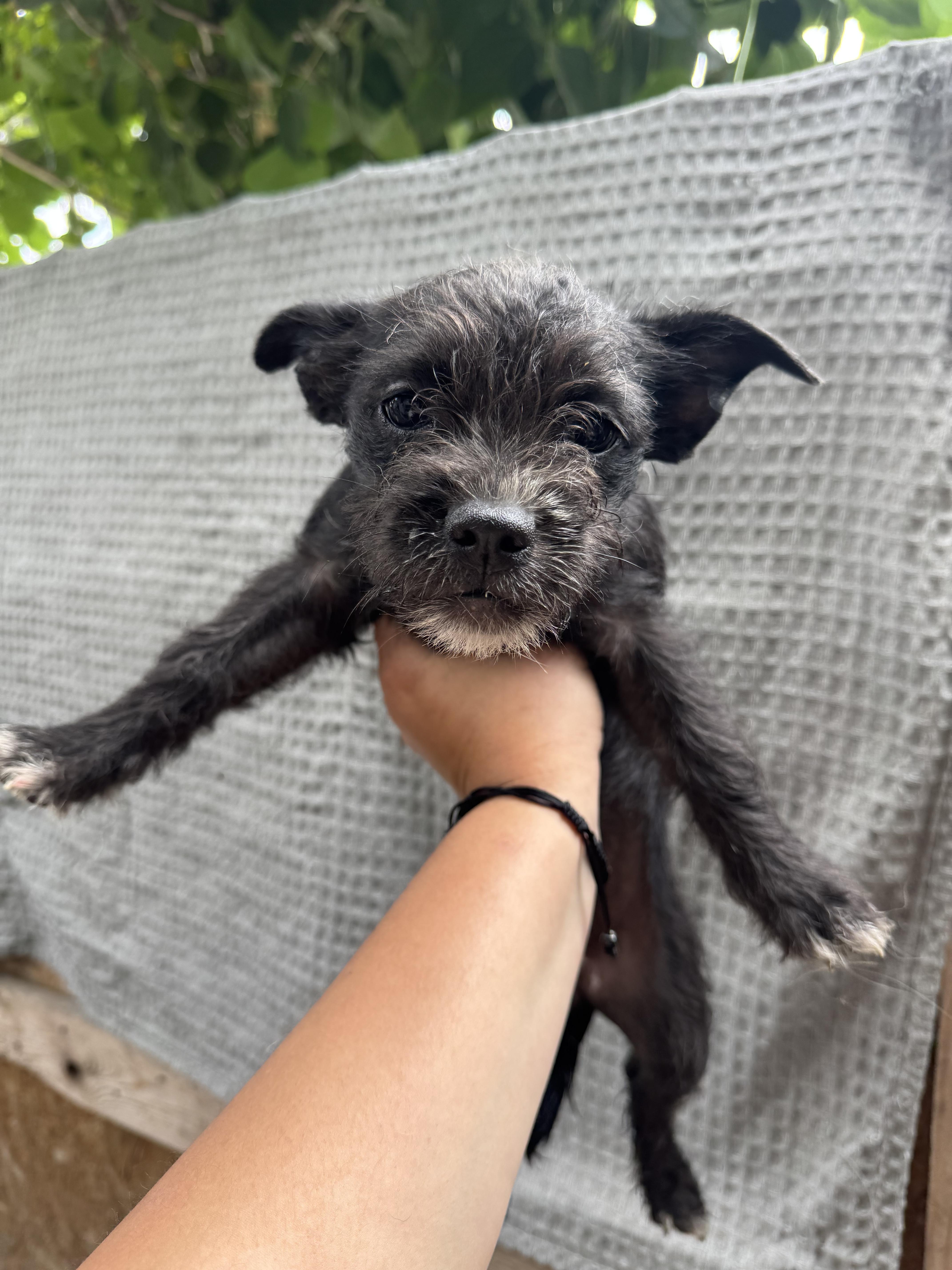 Mavis, ADOPTABLE, Puppy Male Poodle & Terrier.