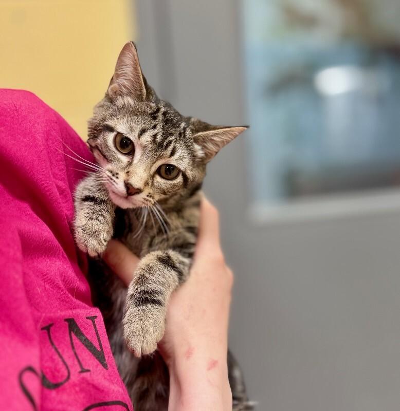 Wyndham, Adoptable, Young Female Domestic Short Hair.
