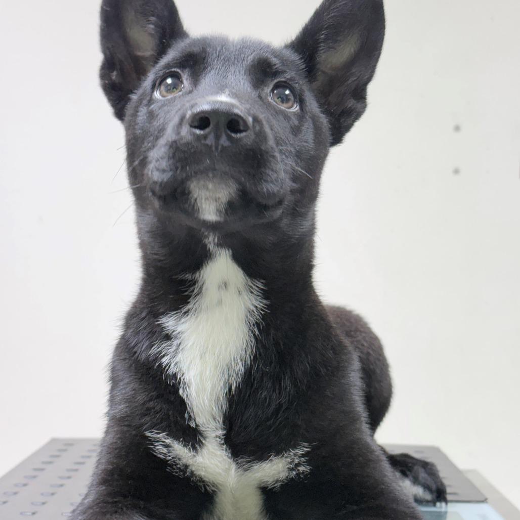 Kevin, Adoptable, Puppy Male Collie.